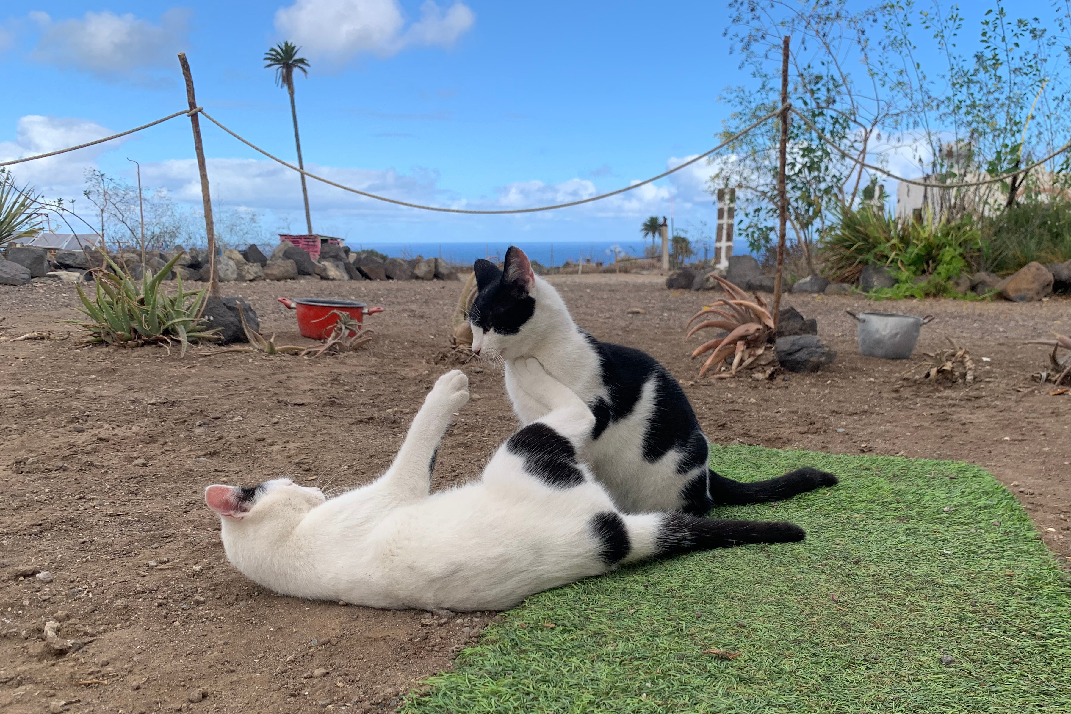 2 black and white cats playing with ocean view and a tall palm tree in the background