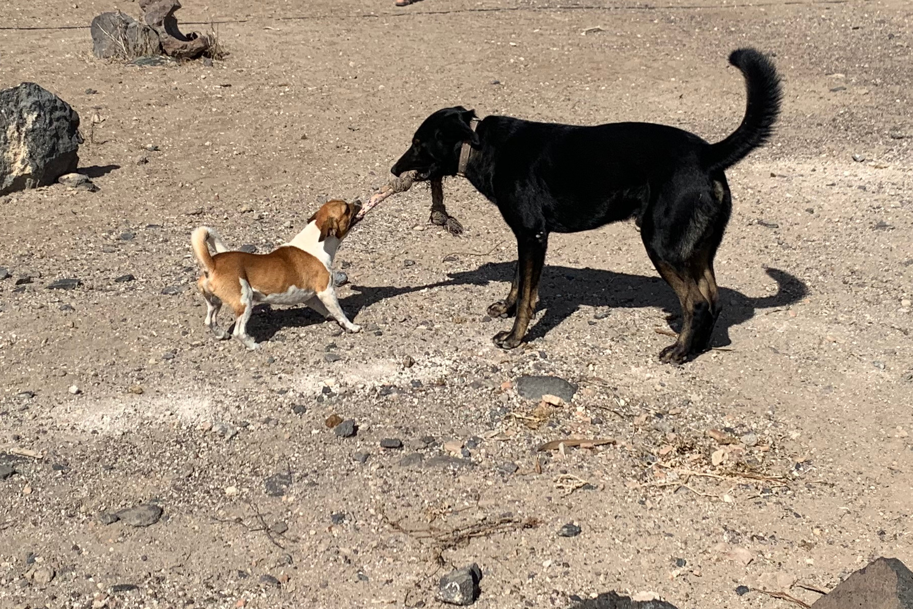 2 dogs playing with a rope