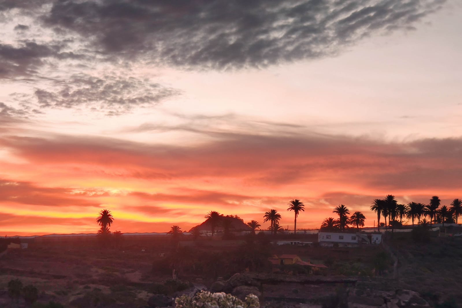 red sunset sky behind palm trees